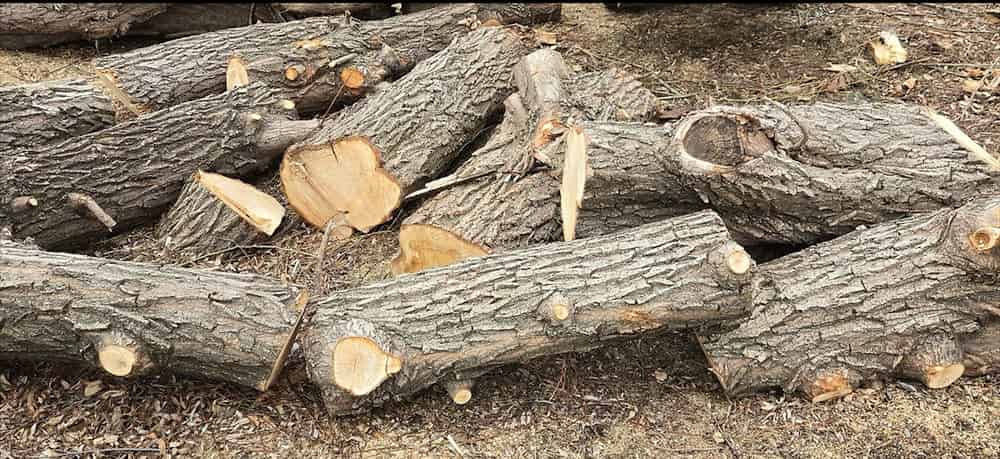 Tree Removal & Tree Care image