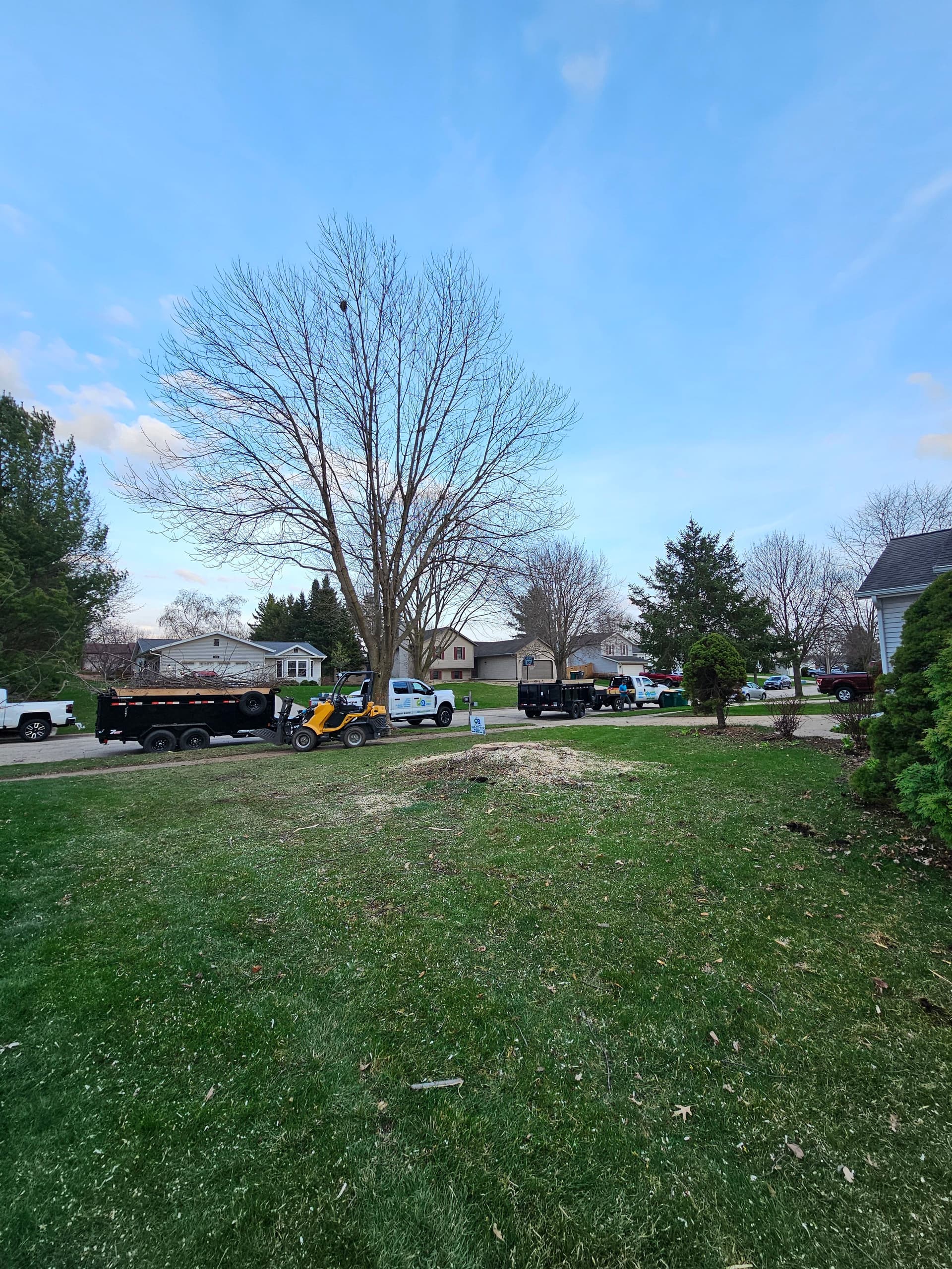 Gallery photos for Full Tree Removal Done Right in Cottage Grove Wisconsin: Image #4
