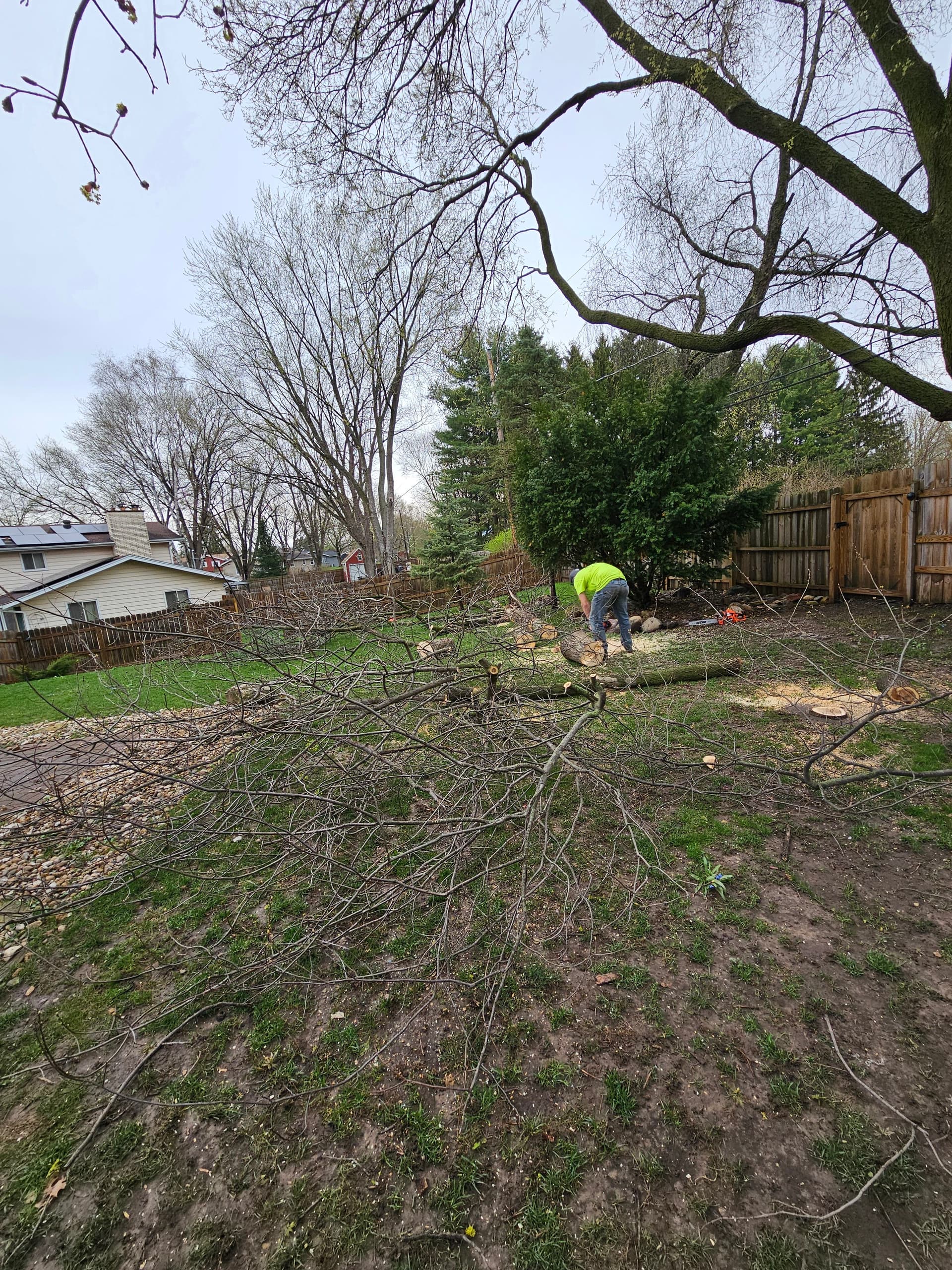 Gallery photos for Backyard Tree Removal Done Right on Madison's East Side: Image #2