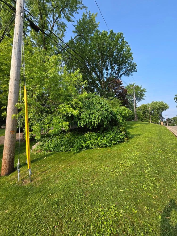 Lush green hillside with trees and utility poles under a clear blue sky.