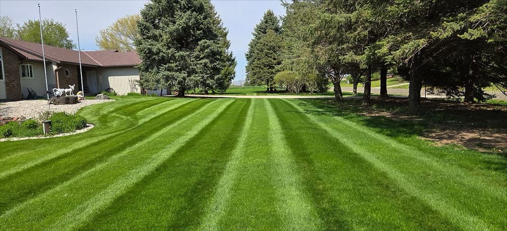 Vibrant striped lawn with trees lining the edge of a residential yard on a sunny day.
