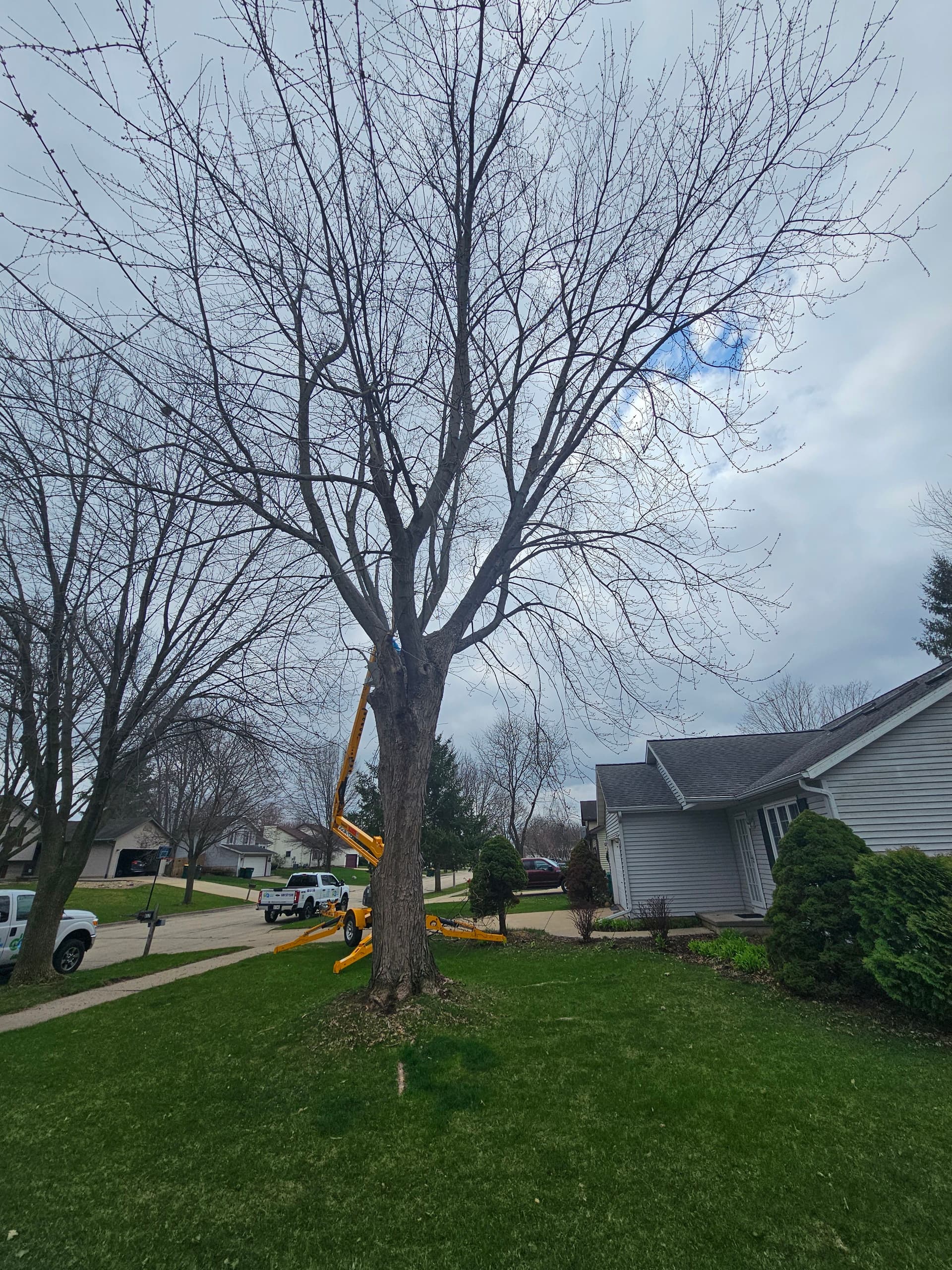 Full Tree Removal Done Right in Cottage Grove Wisconsin image