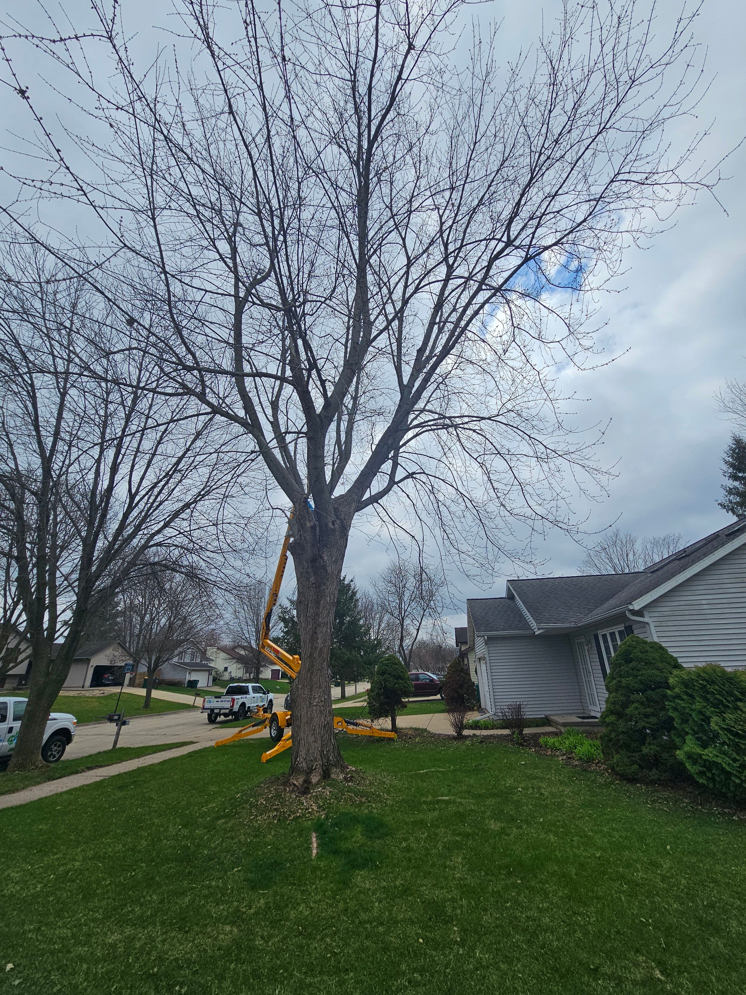 Project Full Tree Removal Done Right in Cottage Grove Wisconsin image