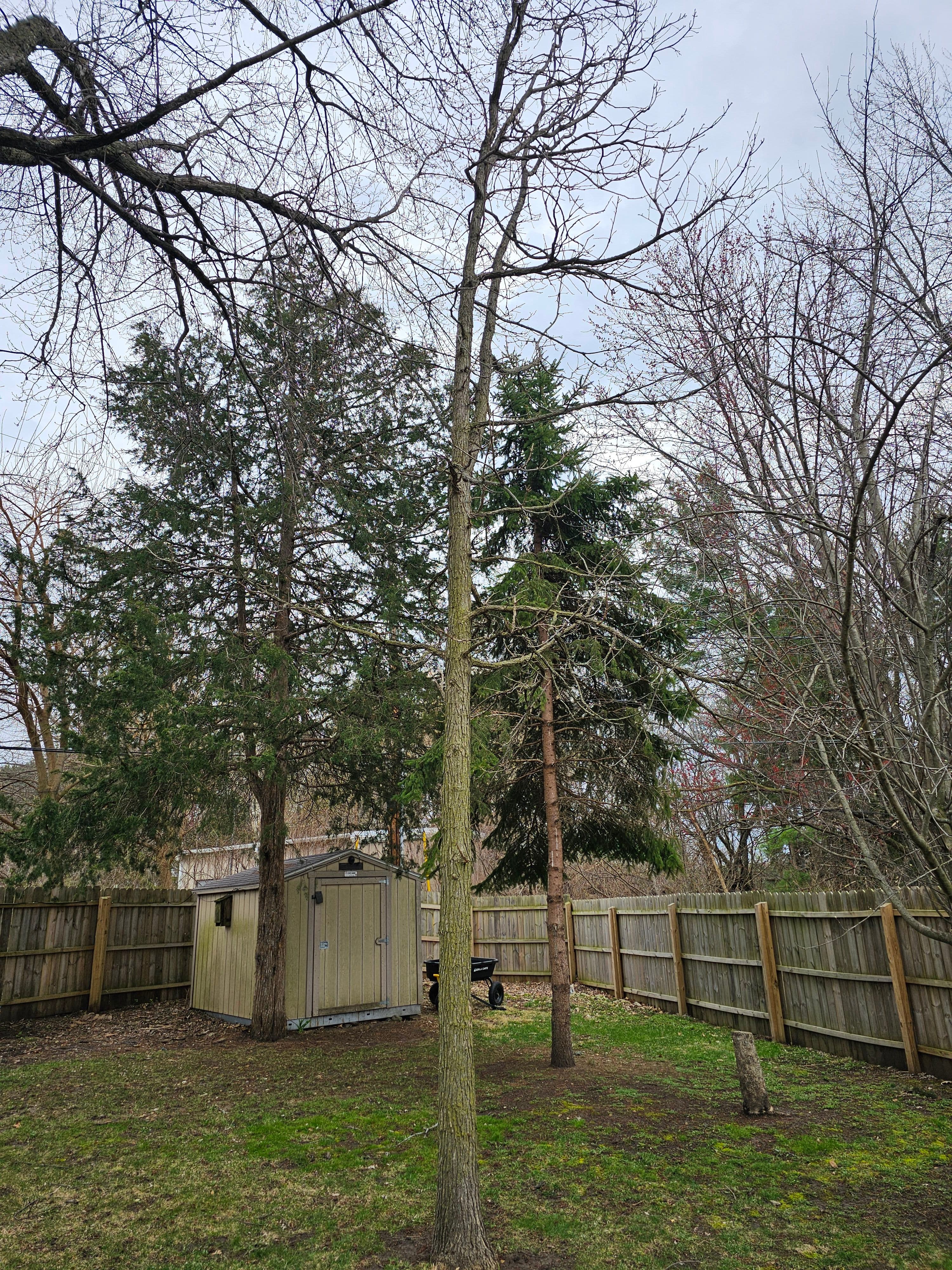 Project Backyard Tree Removal Done Right on Madison's East Side image