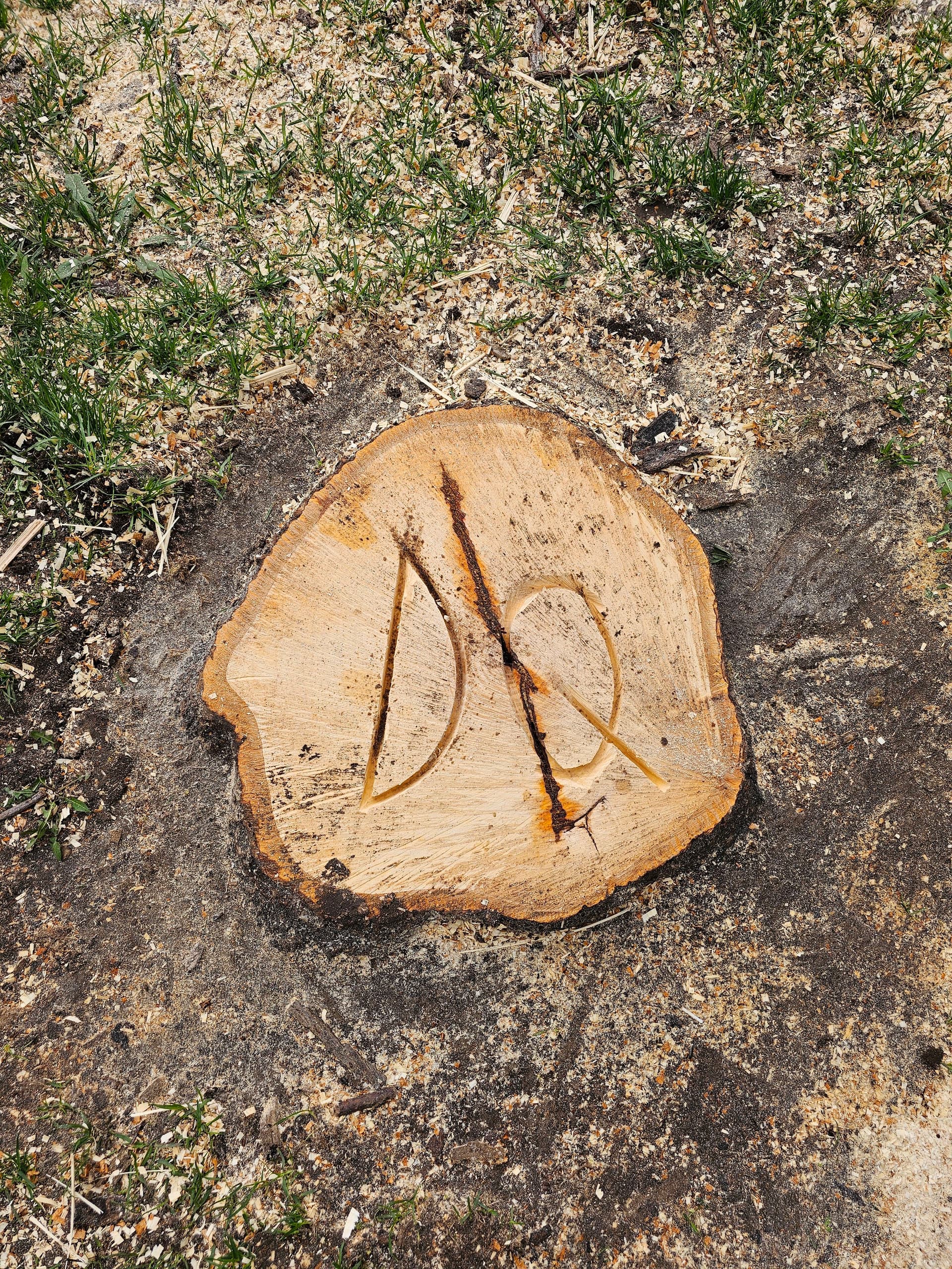 Gallery photos for Backyard Tree Removal Done Right on Madison's East Side: Image #6