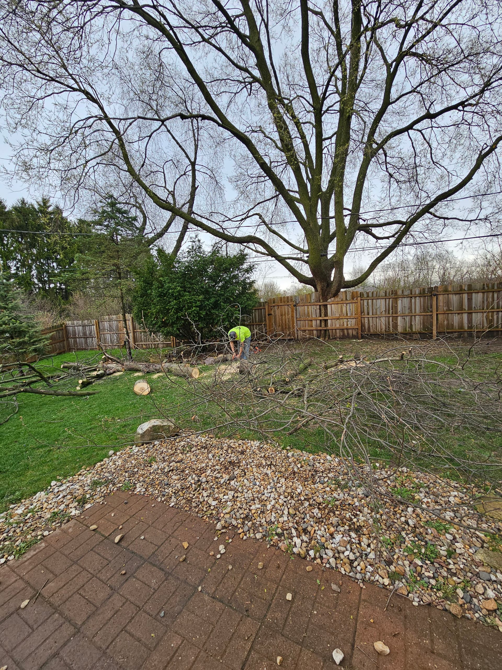 Gallery photos for Backyard Tree Removal Done Right on Madison's East Side: Image #3