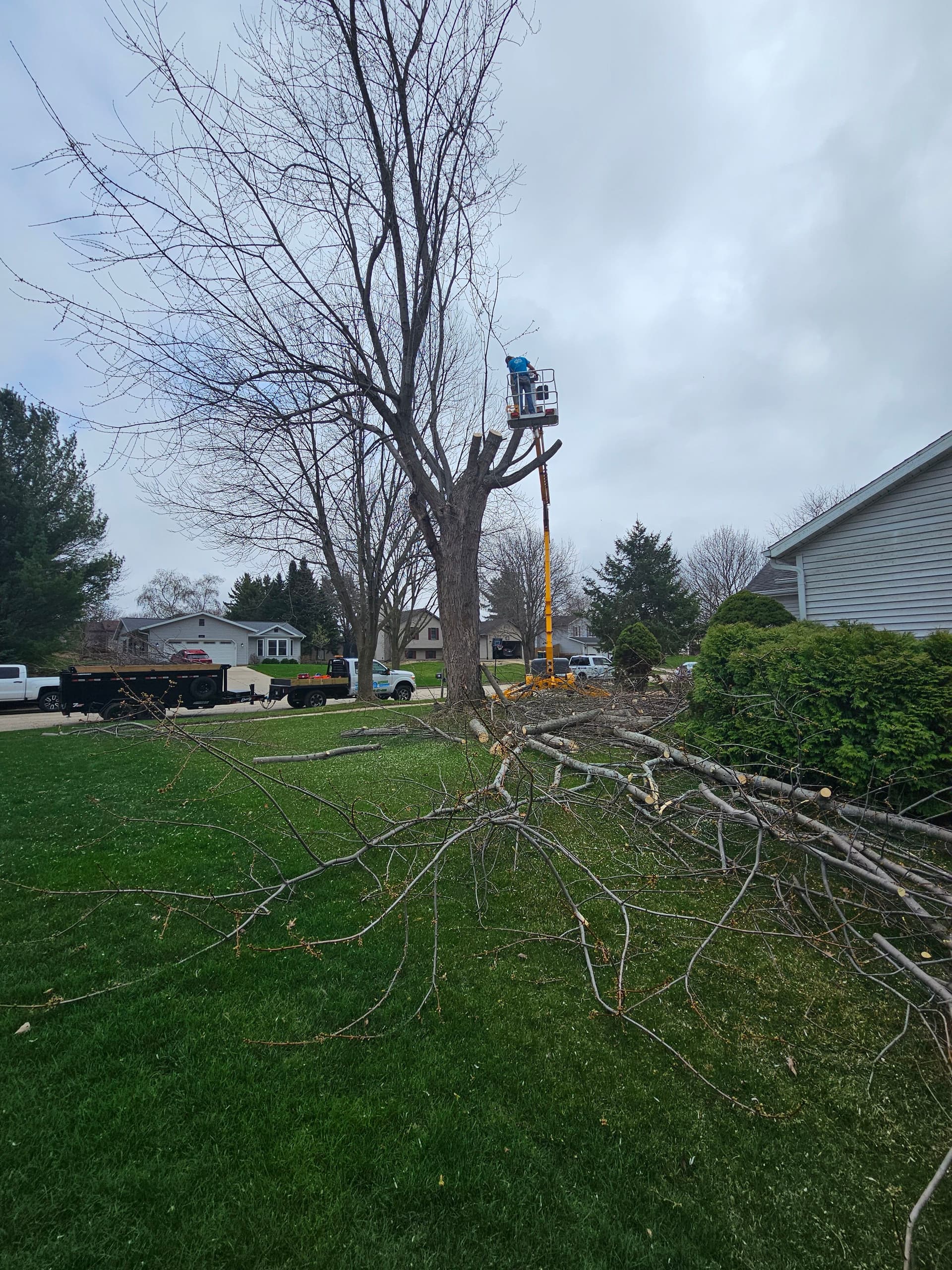 Gallery photos for Full Tree Removal Done Right in Cottage Grove Wisconsin: Image #2
