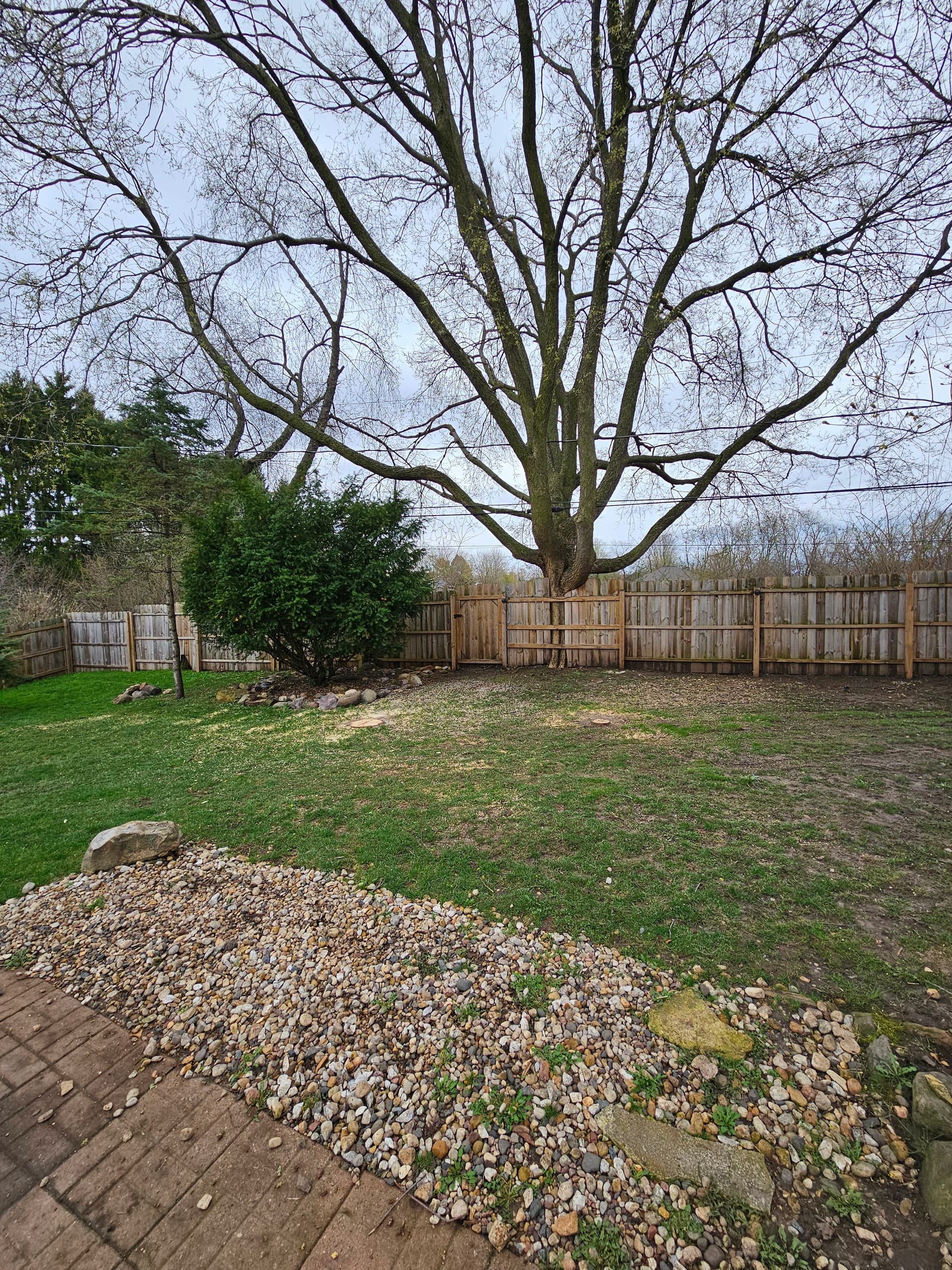 Gallery photos for Backyard Tree Removal Done Right on Madison's East Side: Image #4