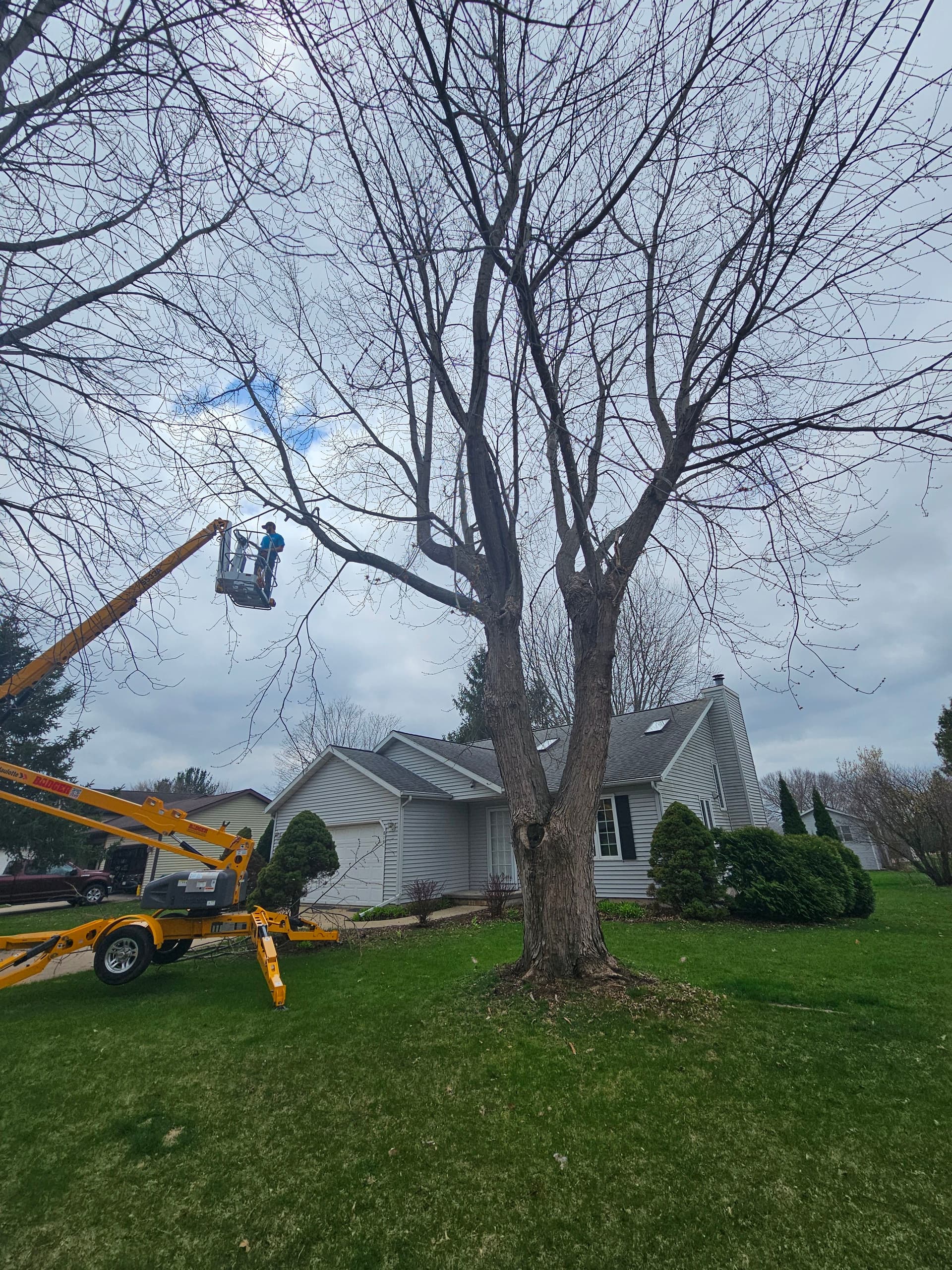 Gallery photos for Full Tree Removal Done Right in Cottage Grove Wisconsin: Image #1