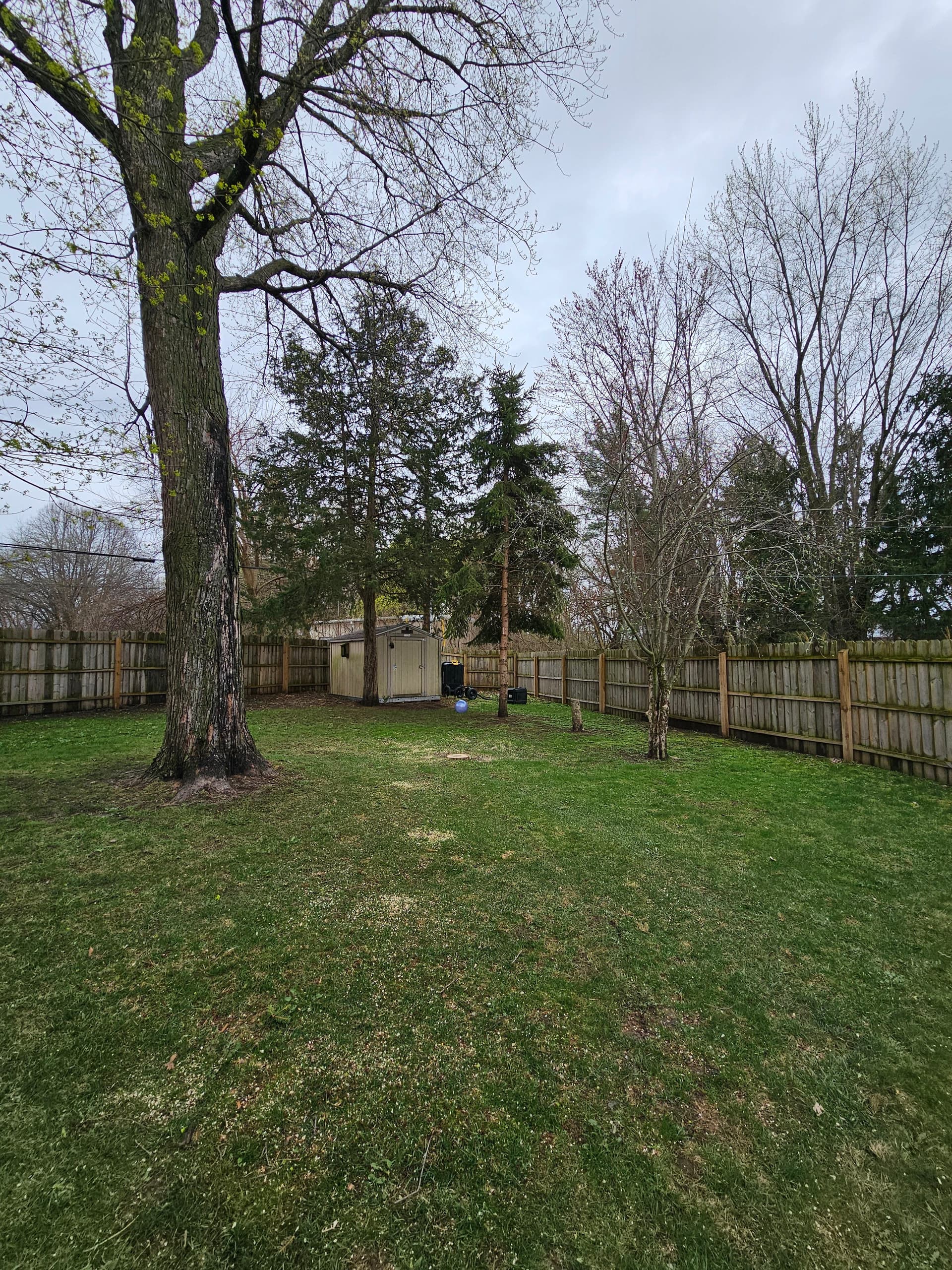 Gallery photos for Backyard Tree Removal Done Right on Madison's East Side: Image #5