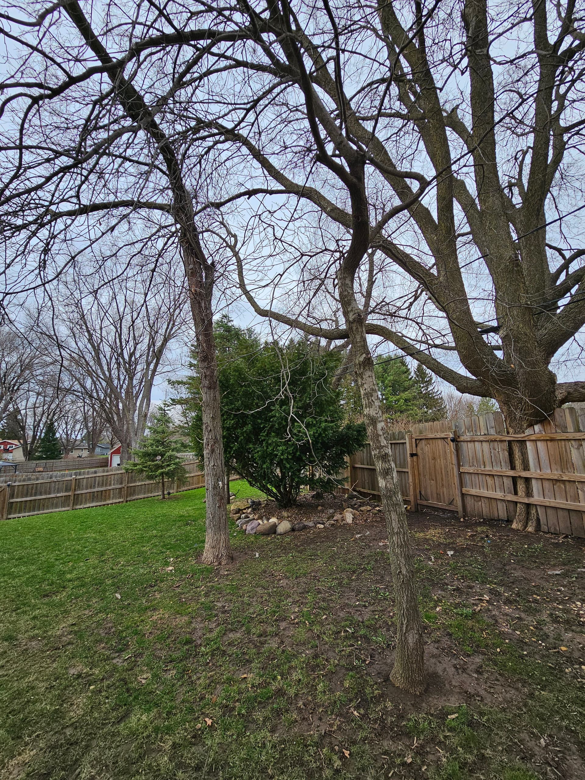 Gallery photos for Backyard Tree Removal Done Right on Madison's East Side: Image #1