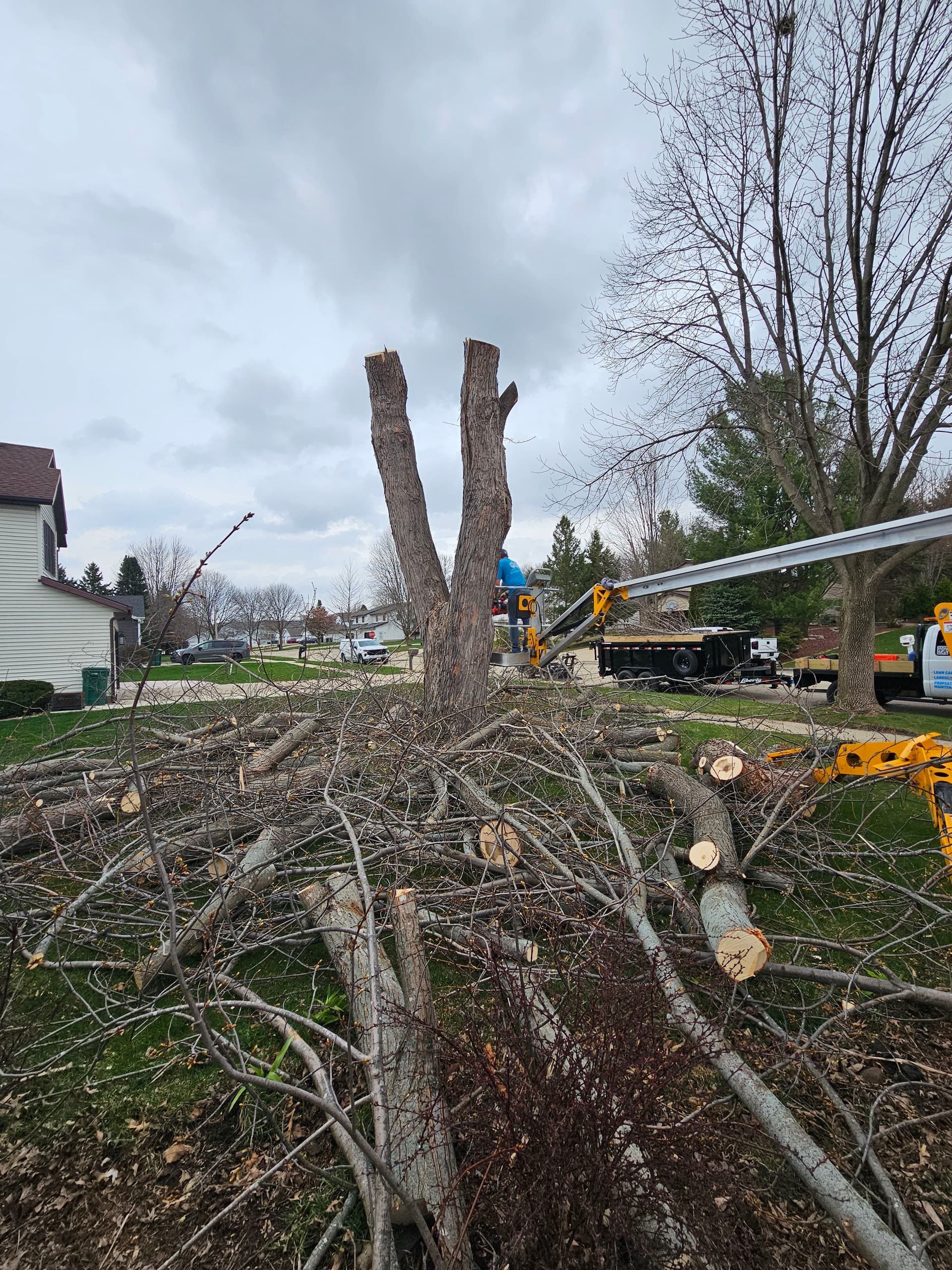Gallery photos for Full Tree Removal Done Right in Cottage Grove Wisconsin: Image #3